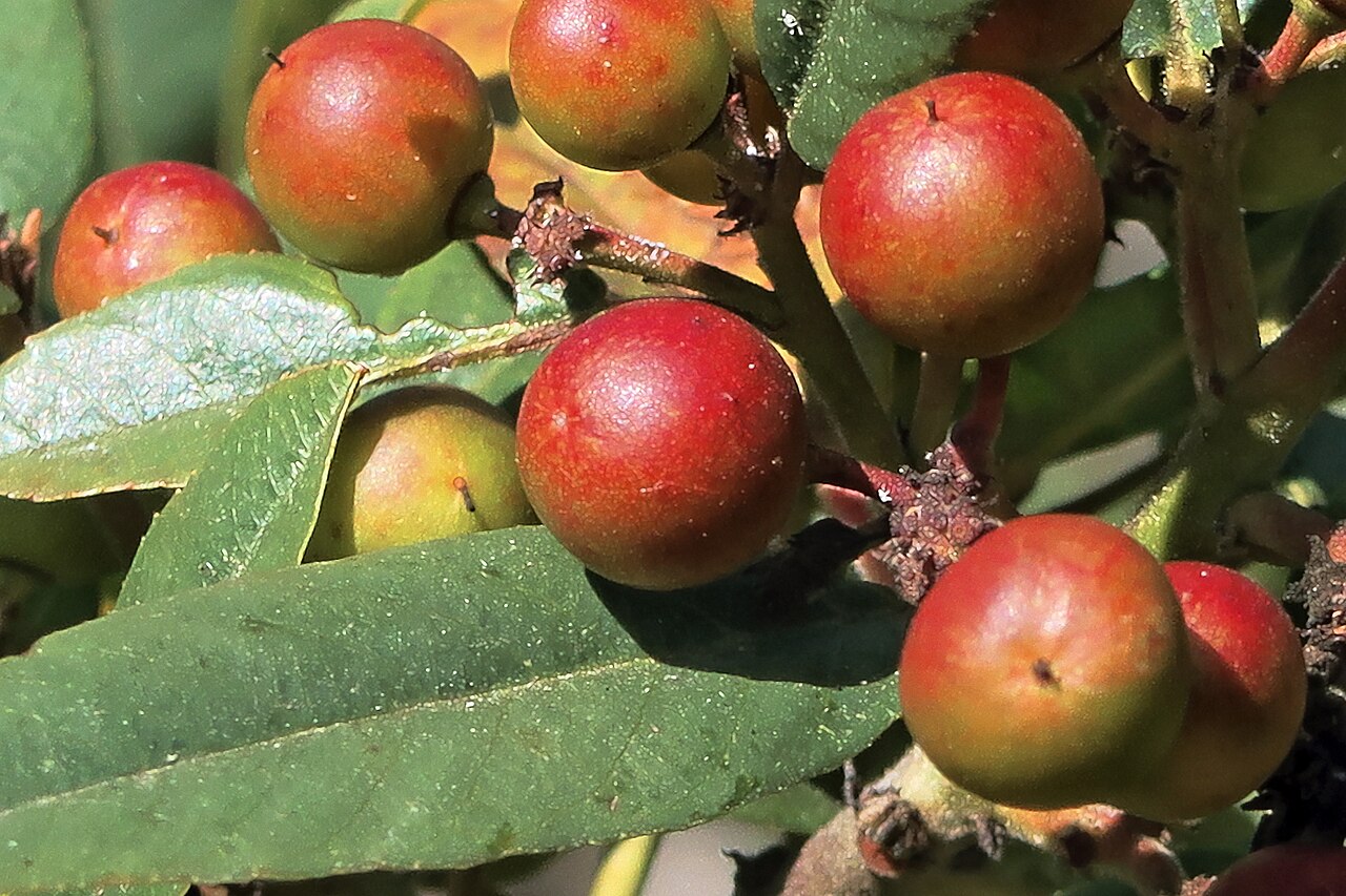 Haritaki / Harad Whole (Terminalia chebula Yellow Bold)