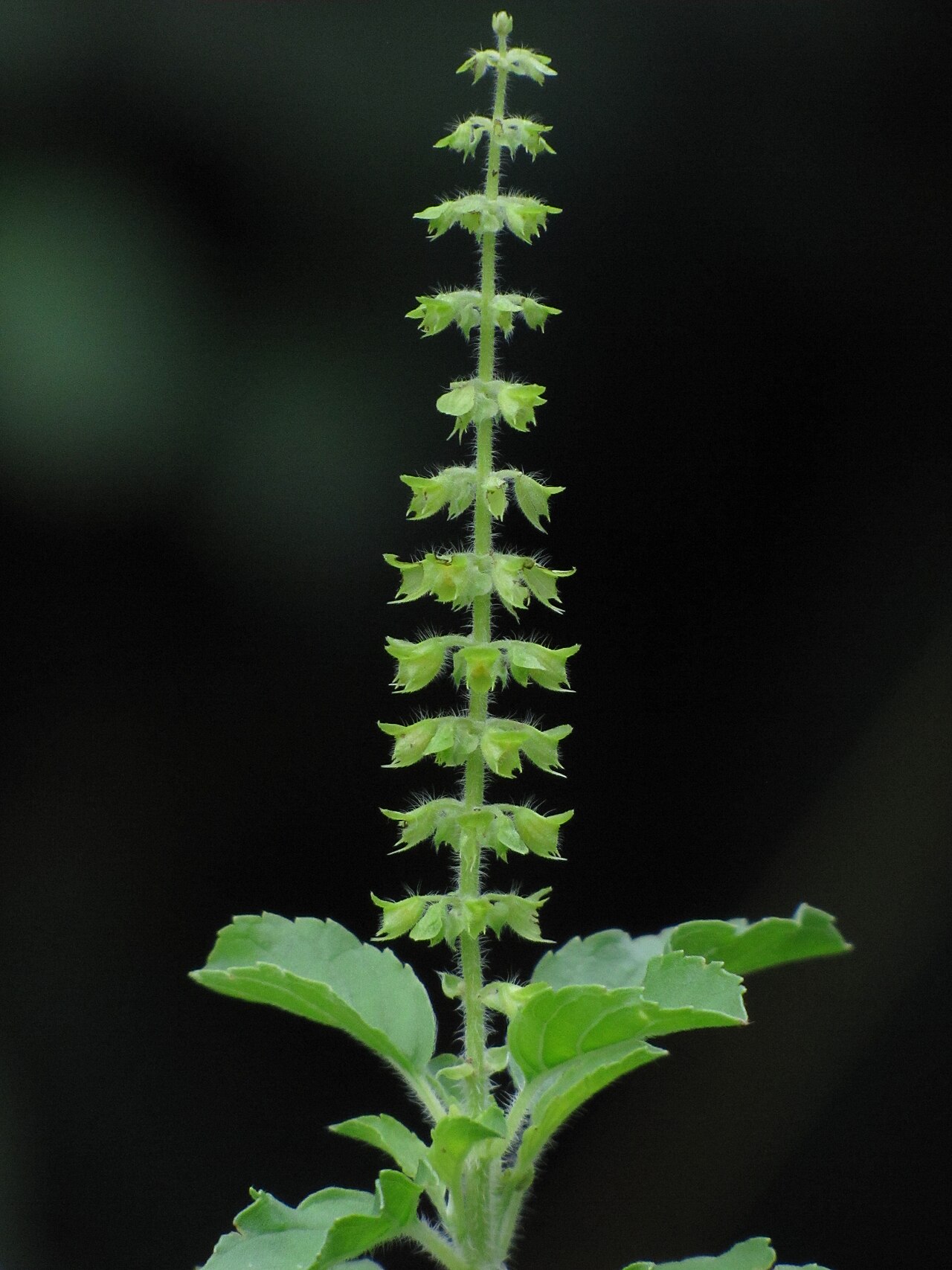 Holy Basil / Tulsi Essential Oil (Ocimum sanctum)