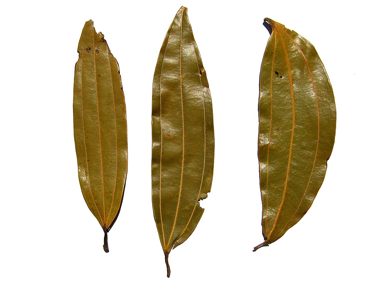 Indian Bay Leaves / Tejpatta (Whole Dry Wild Forest)