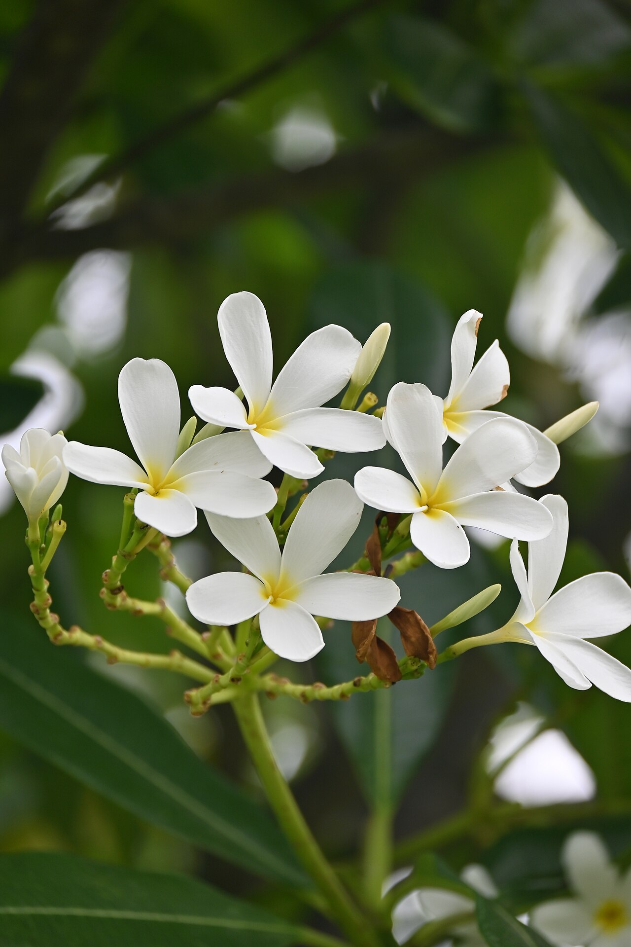 Indian Cultivated Jasmine Fragrant Rice