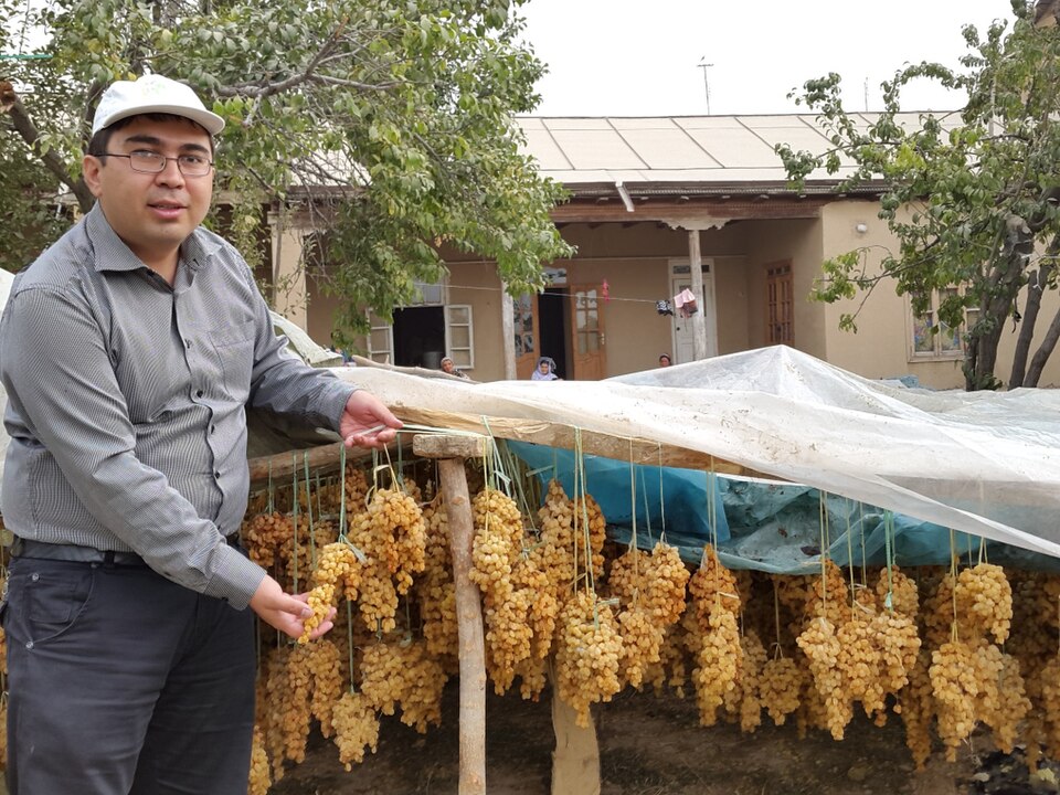 Indian Golden Round Raisins (Yellow Kishmish)