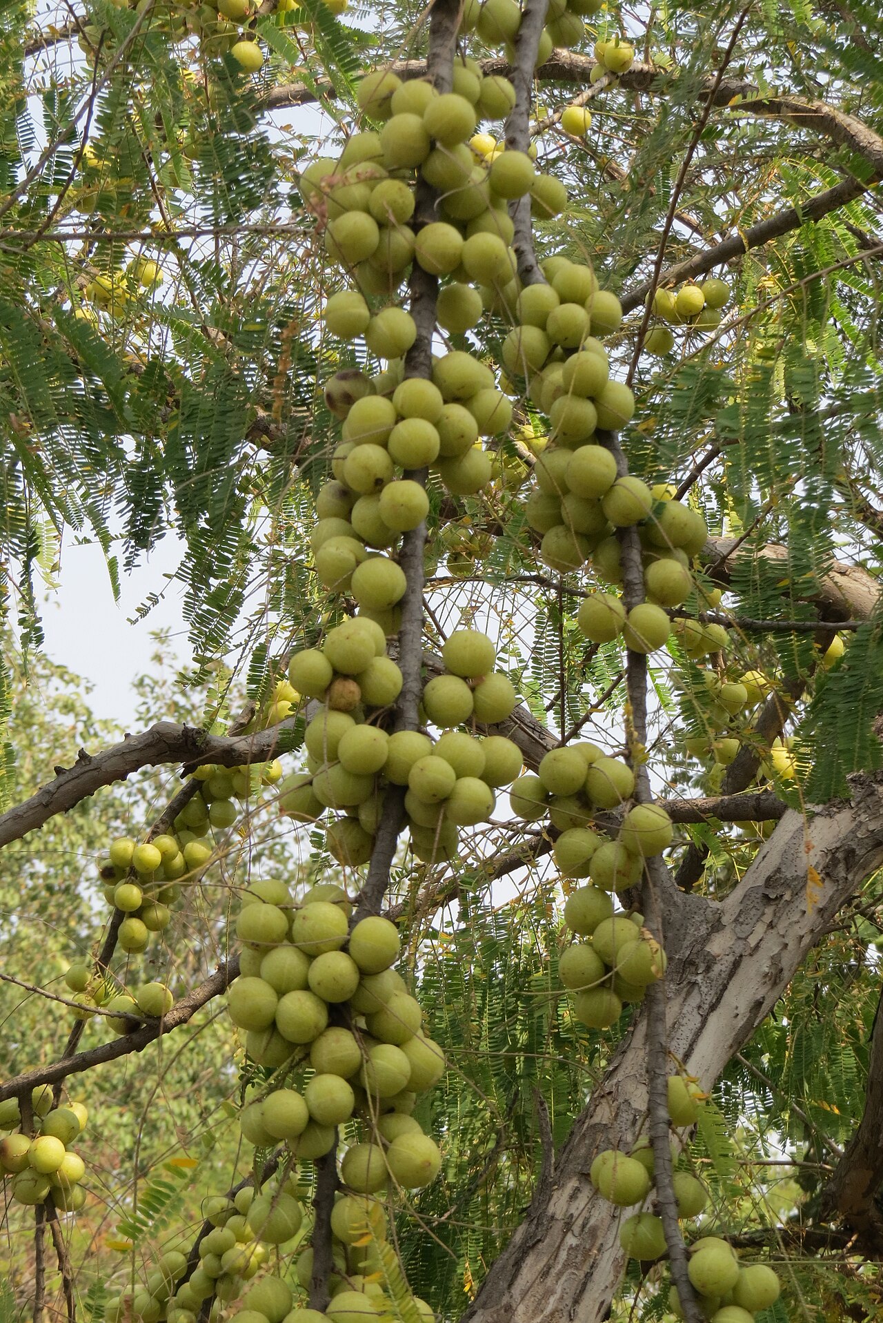 Indian Gooseberry / Amla (Chakaiya)