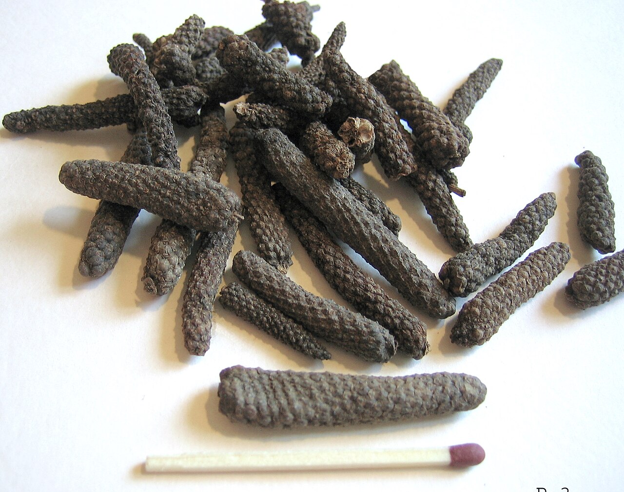 Indian Long Pepper (Pippali / Piper longum)