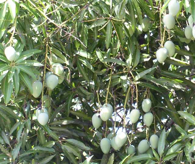 IQF Alphonso Mango Dices (10x10mm / 15x15mm)