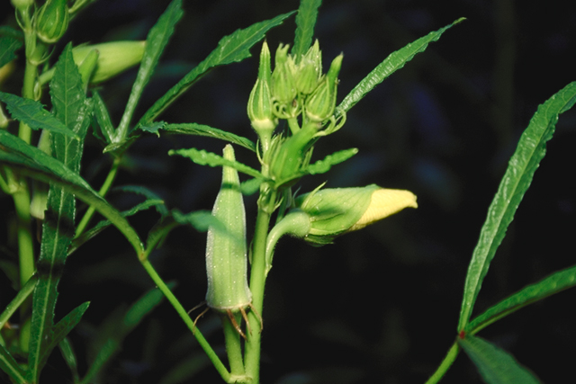 IQF Okra Cut Rings (Zero Slime IQF -18°C)