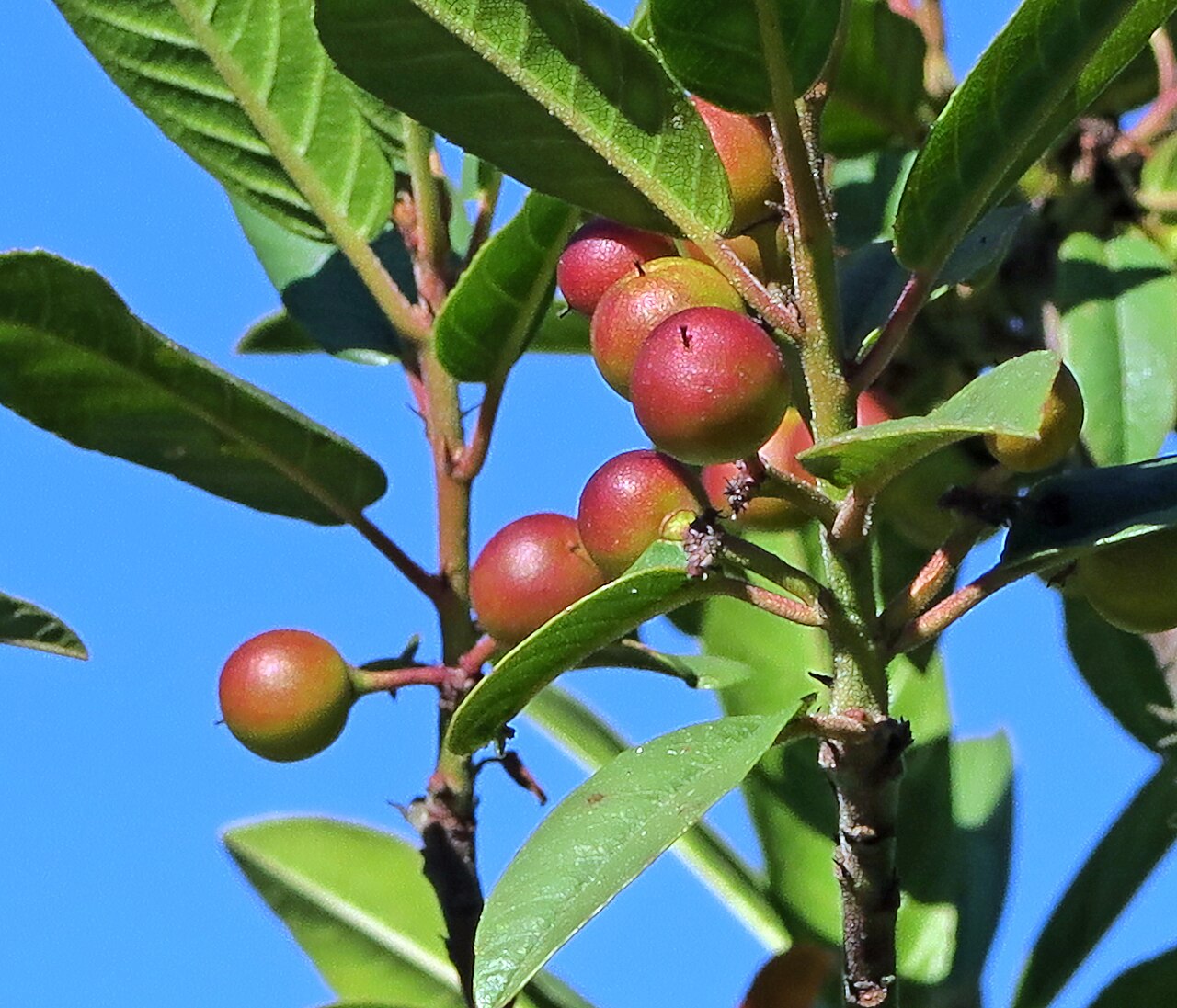 Kalmegh Extract (10% Andrographolides HPLC)