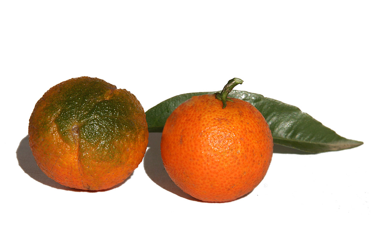 Khasi Mandarin (Meghalaya GI)