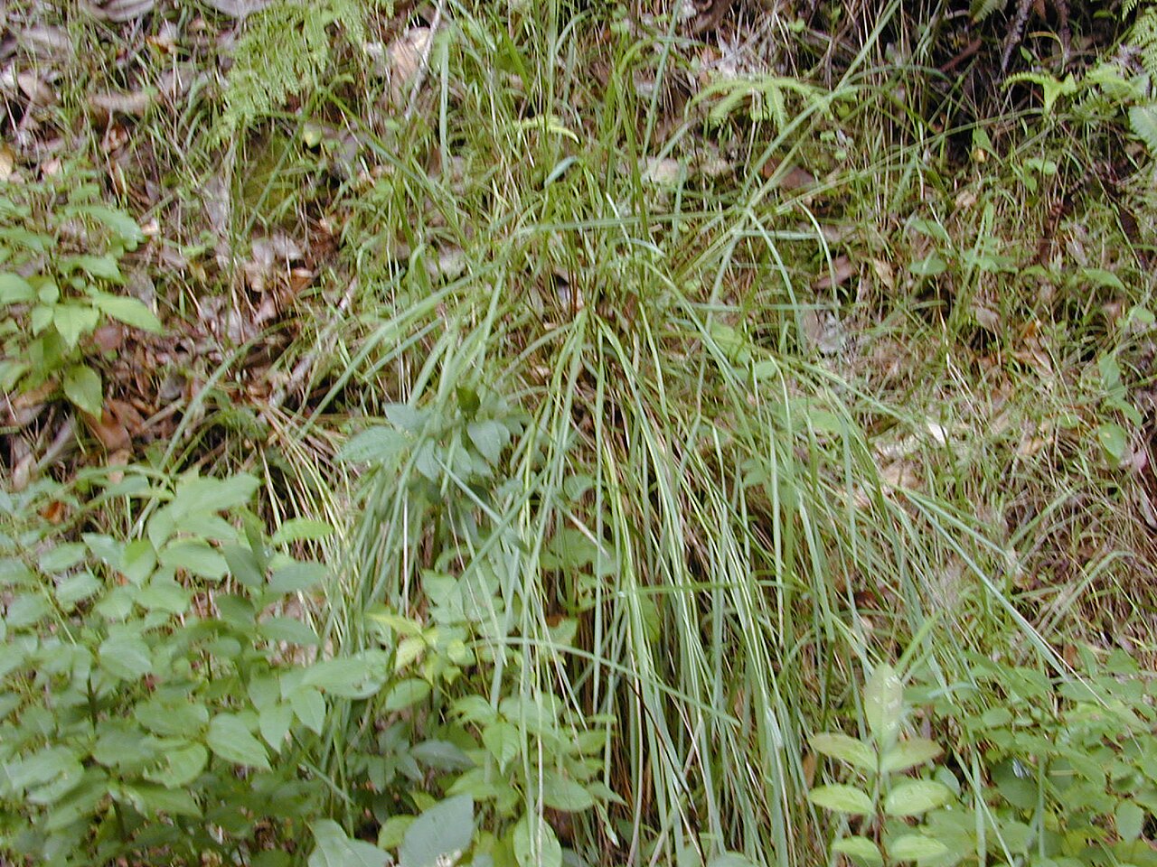 Kodo Millet Dehulled (Paspalum scrobiculatum)