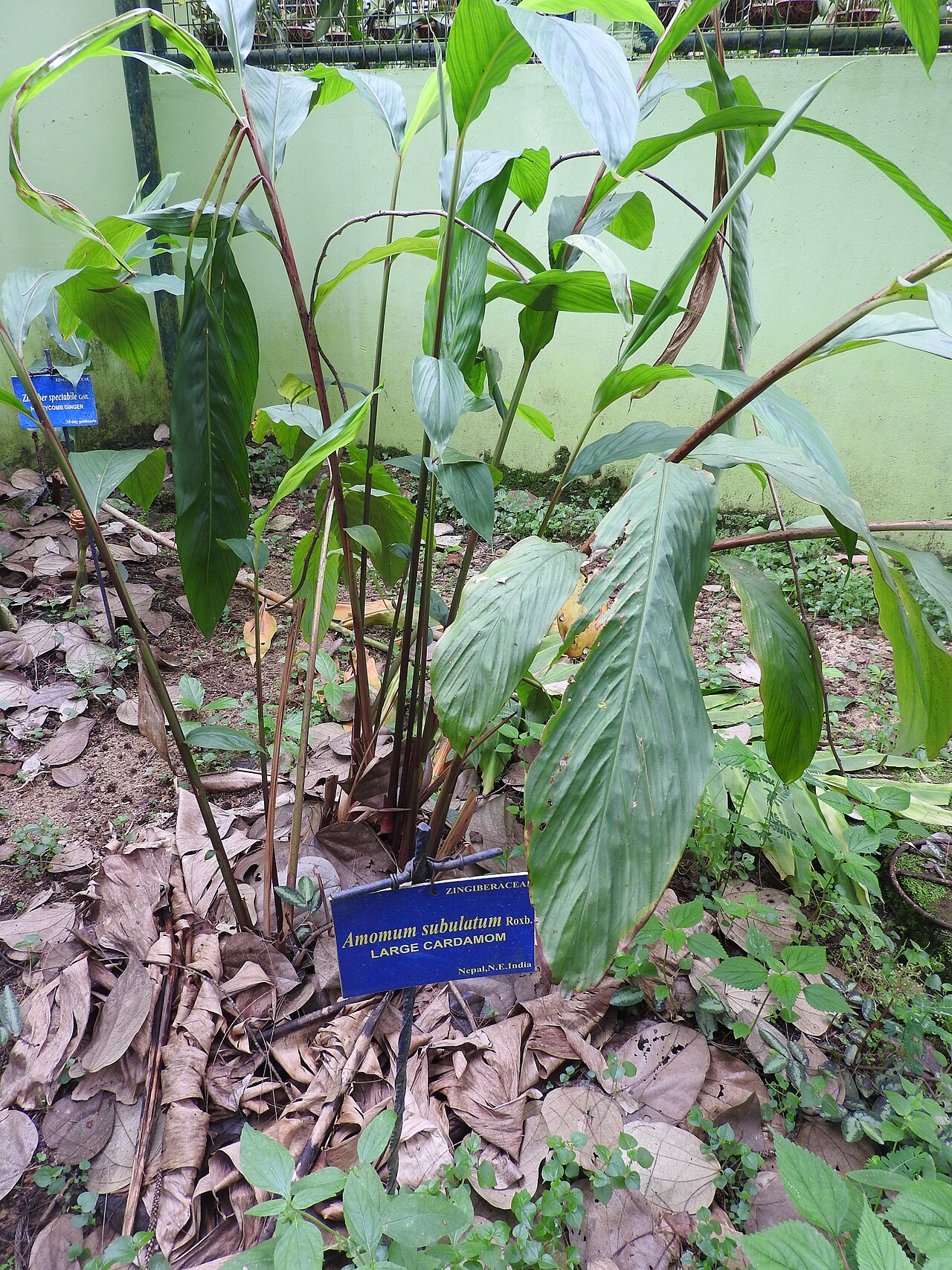Large Black Cardamom (Assam Bold)