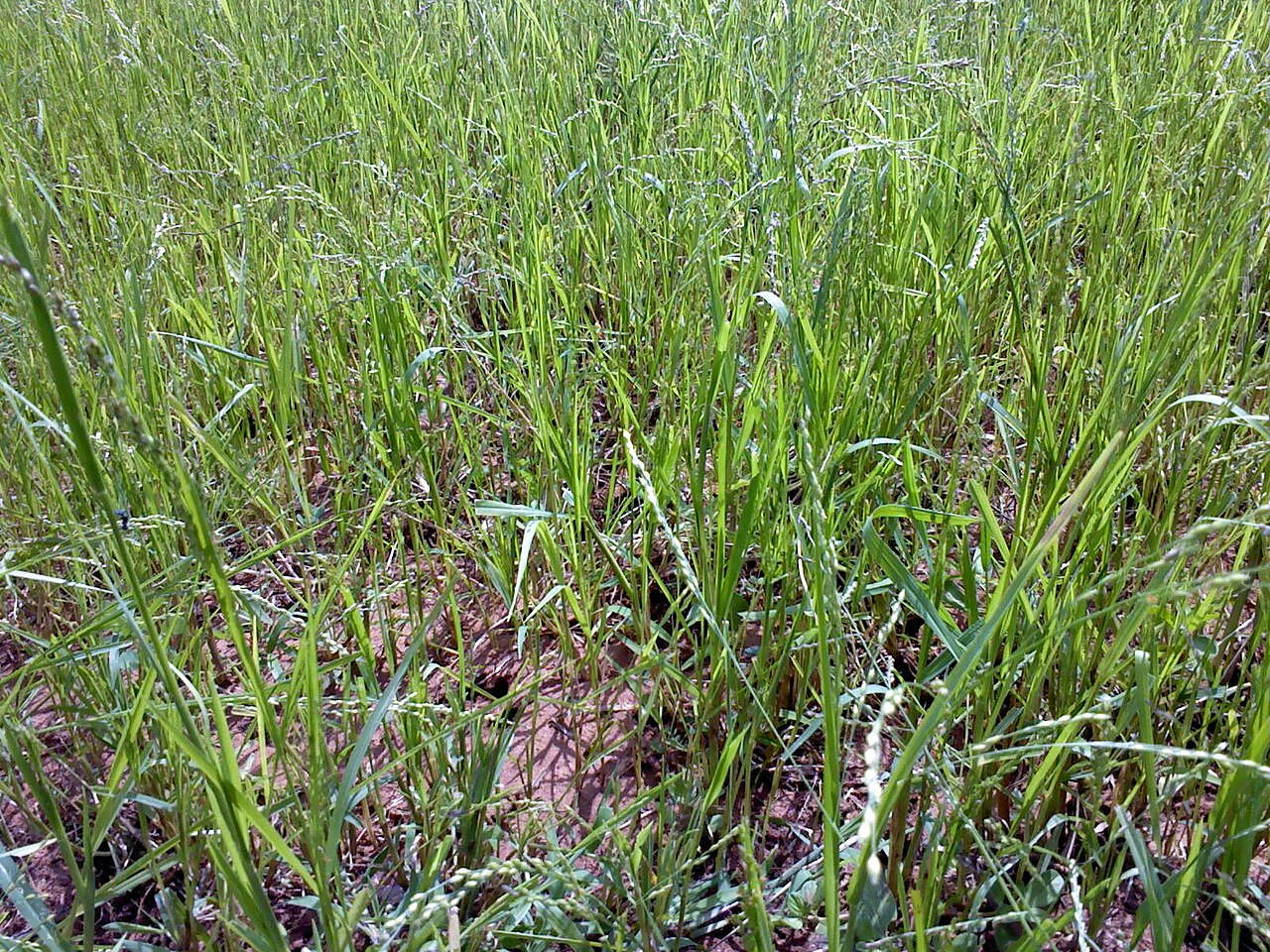Little Millet / Kutki (Panicum sumatrense)