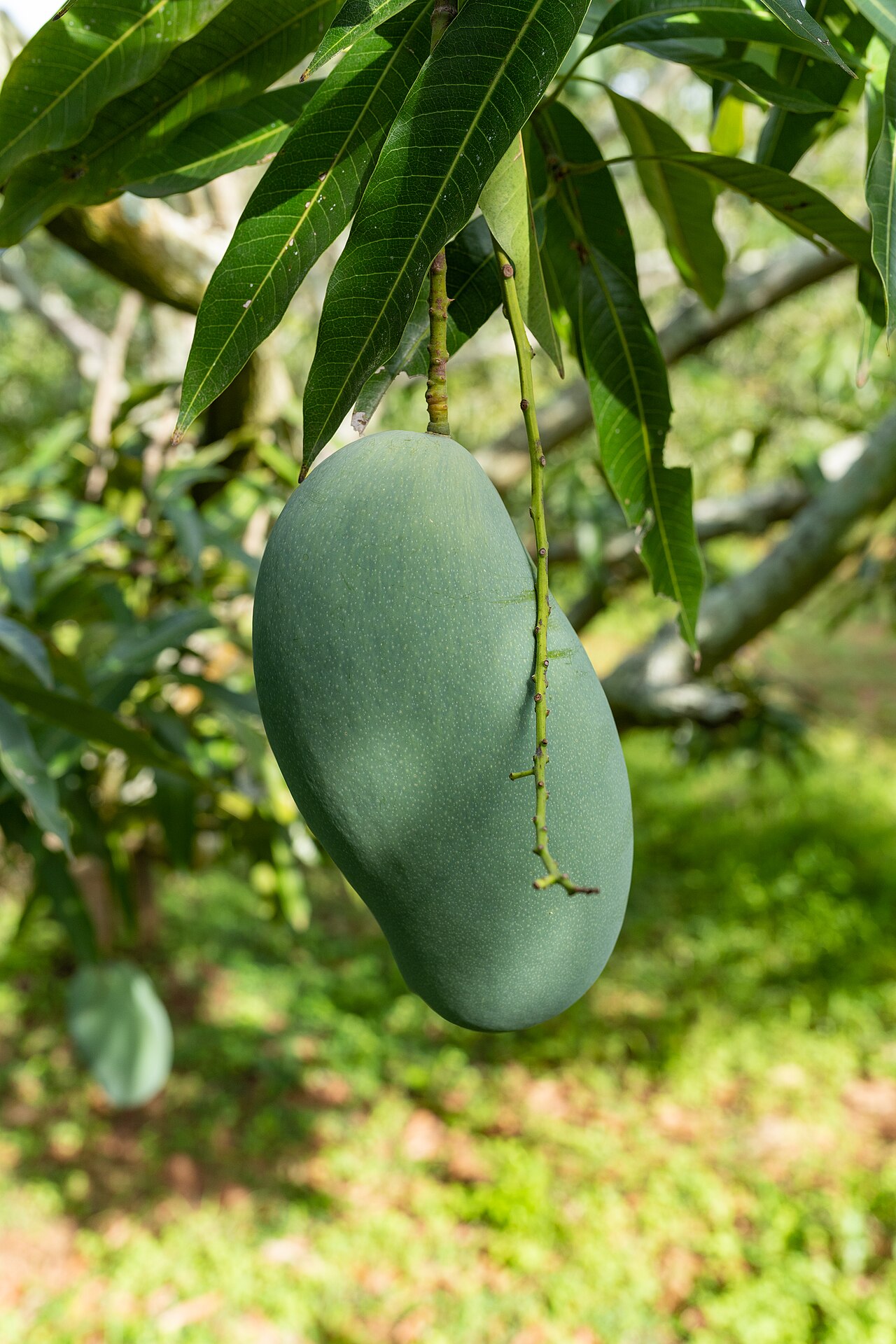 Mallika Mango (Premium Hybrid)