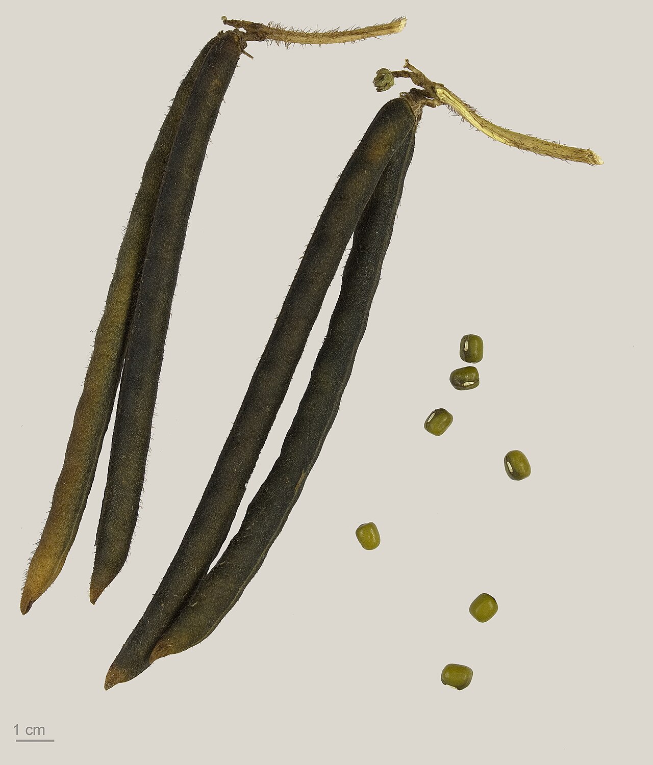 Moong Chilka Dal (Split with Green Husk)