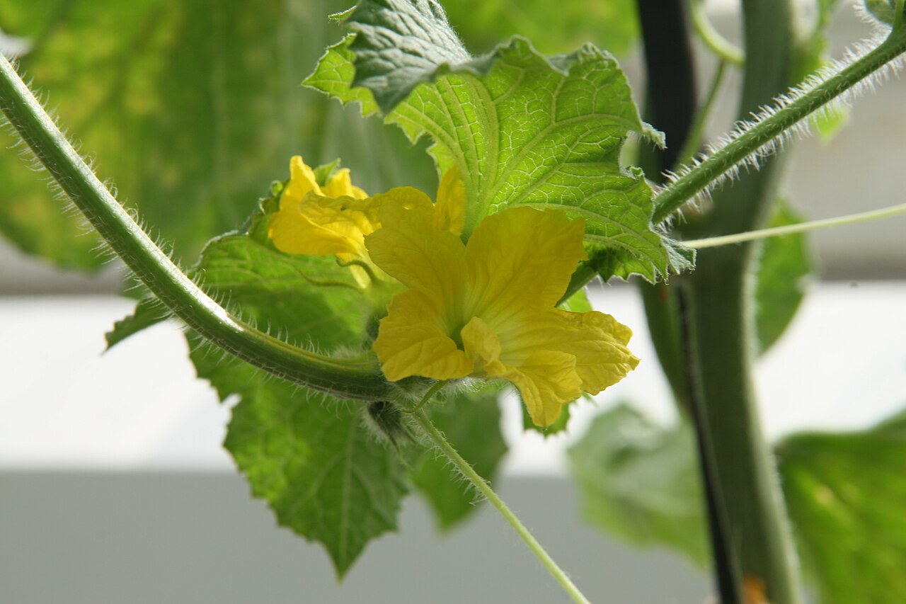 Muskmelon / Cantaloupe (Madhumati)