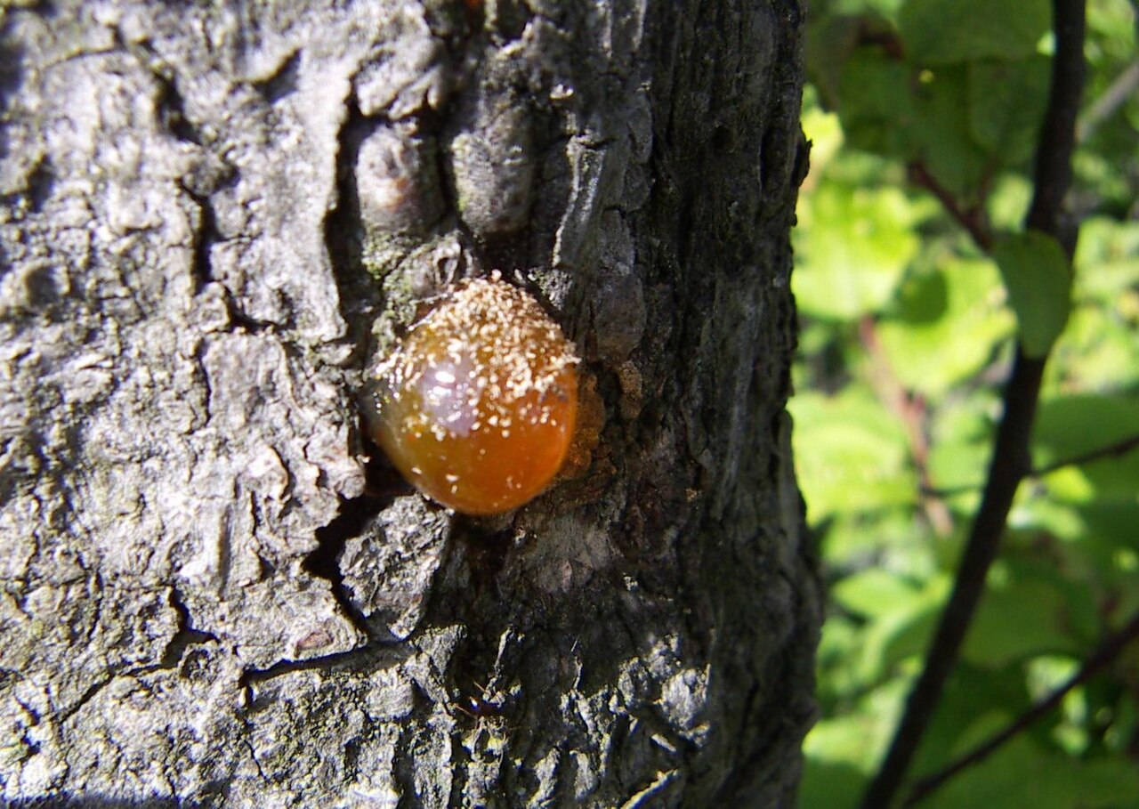 Natural Gum Rosin / Colophony (WW/WG Grade)