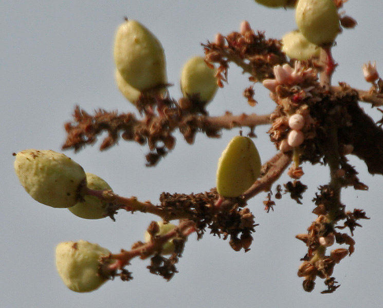 Natural Myrrh Gum Resin Tears (Commiphora myrrha)