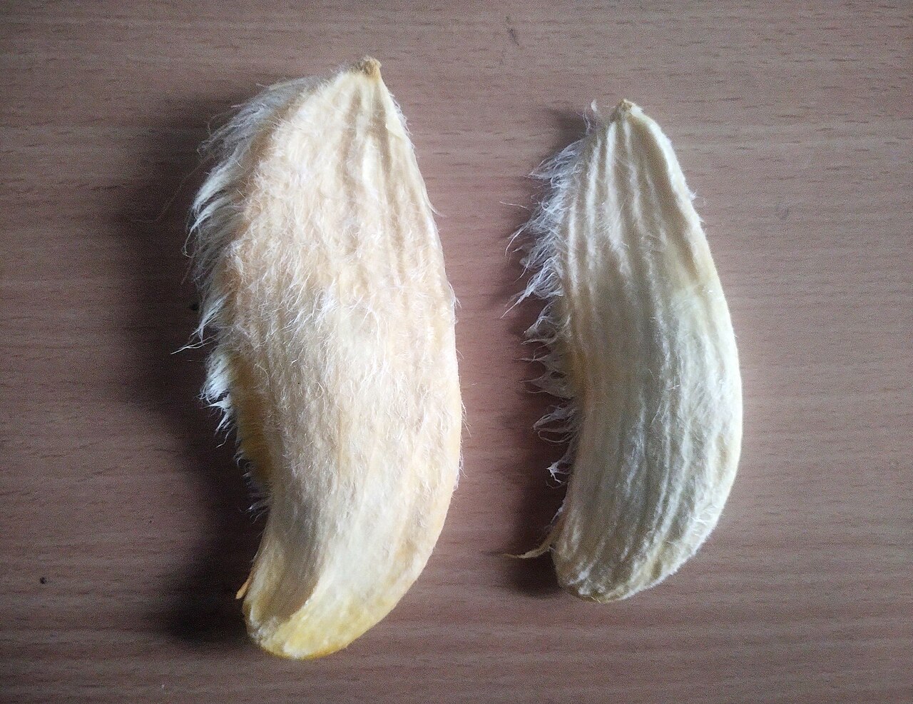 Neelam Mango (Late Season)