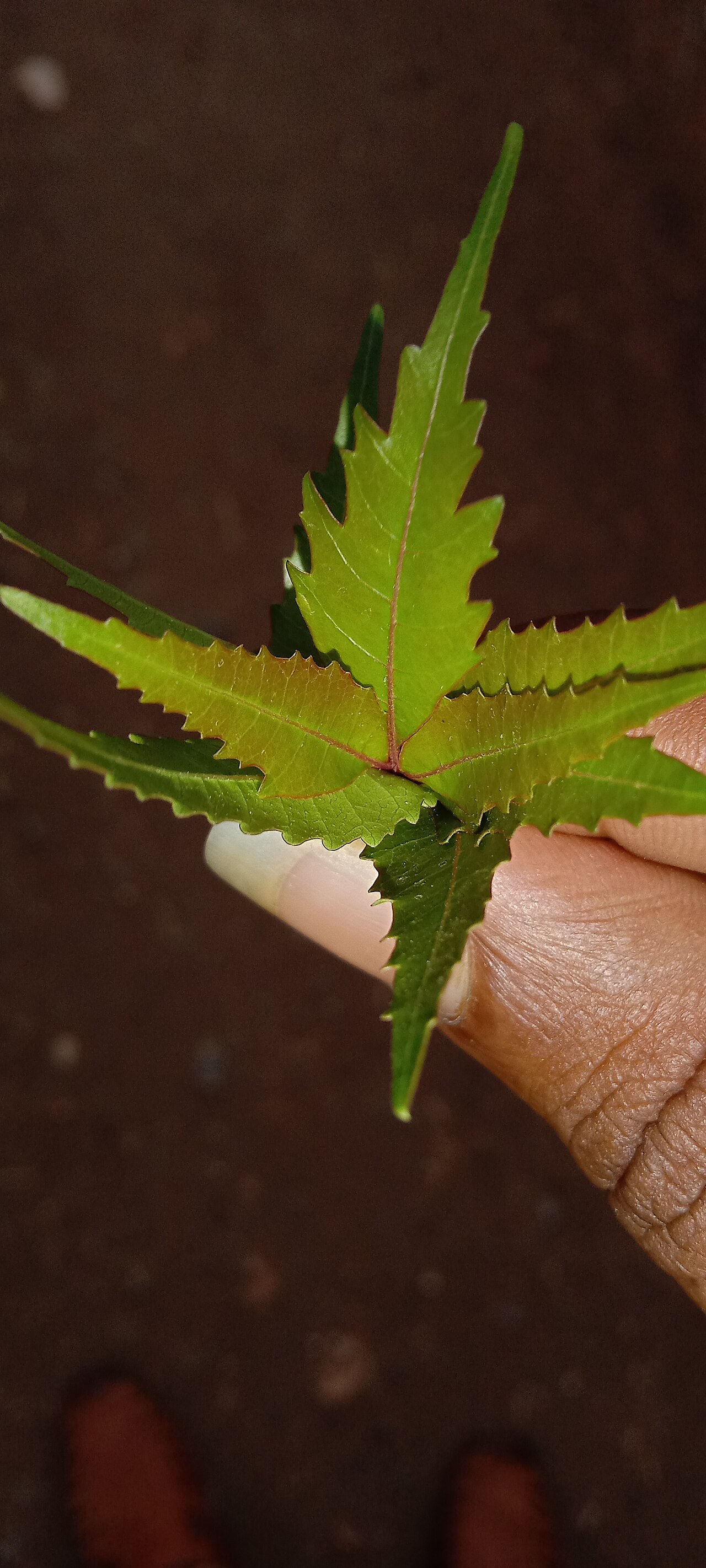 Neem Leaf Powder (Pure Green 100 Mesh Churna)