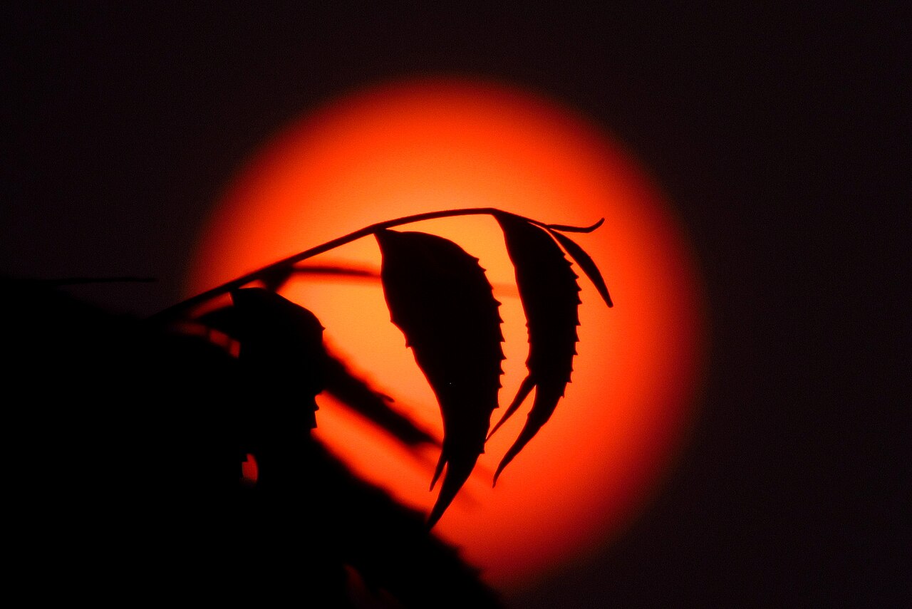 Neem Leaves Whole Dried (Azadirachta indica Shade Dried)