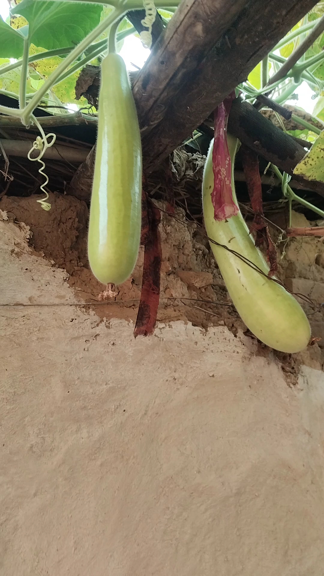 Pointed Gourd / Parwal (Cleaned Striped)