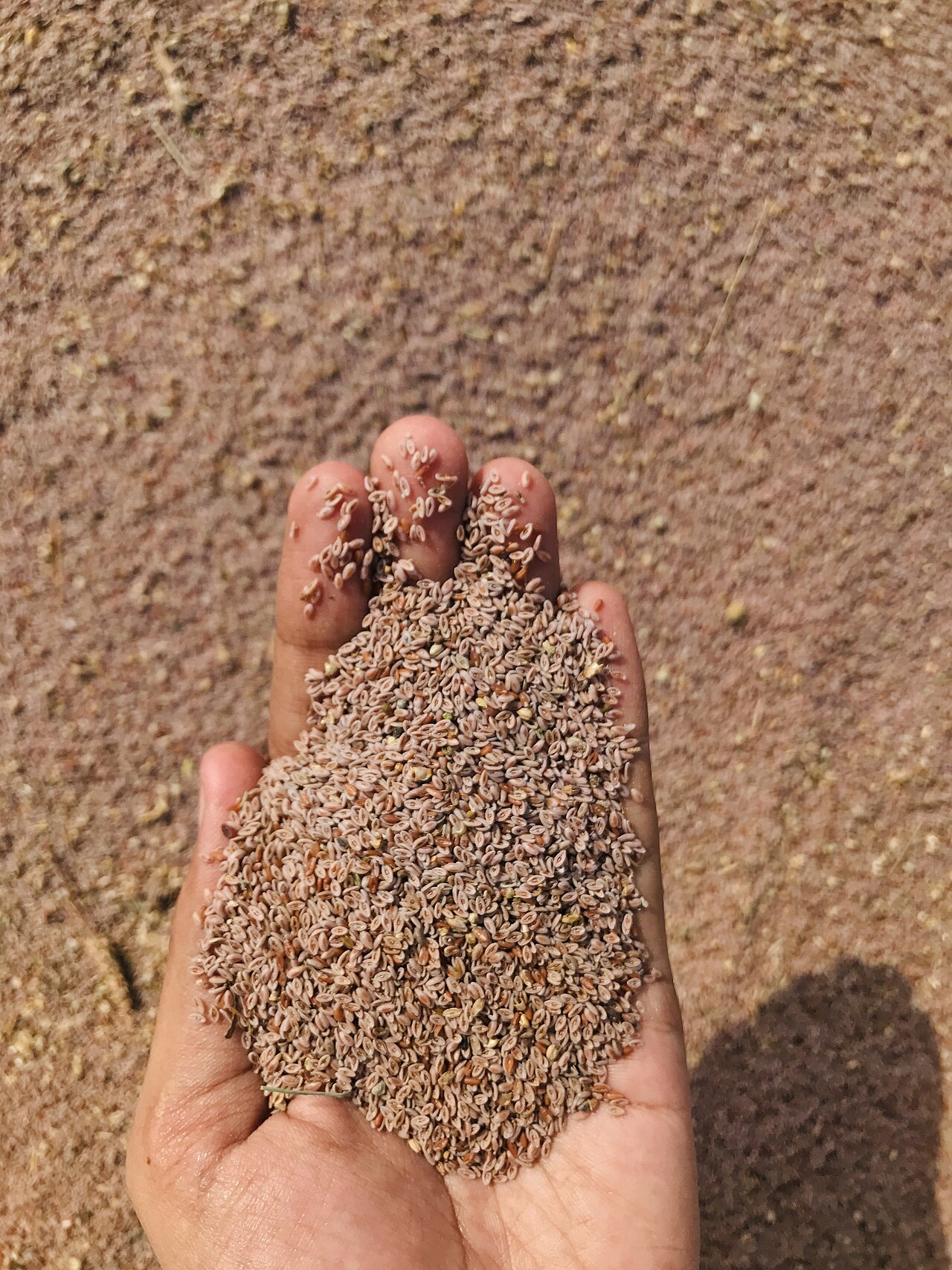 Psyllium Husk / Isabgol (95% Purity Commercial)
