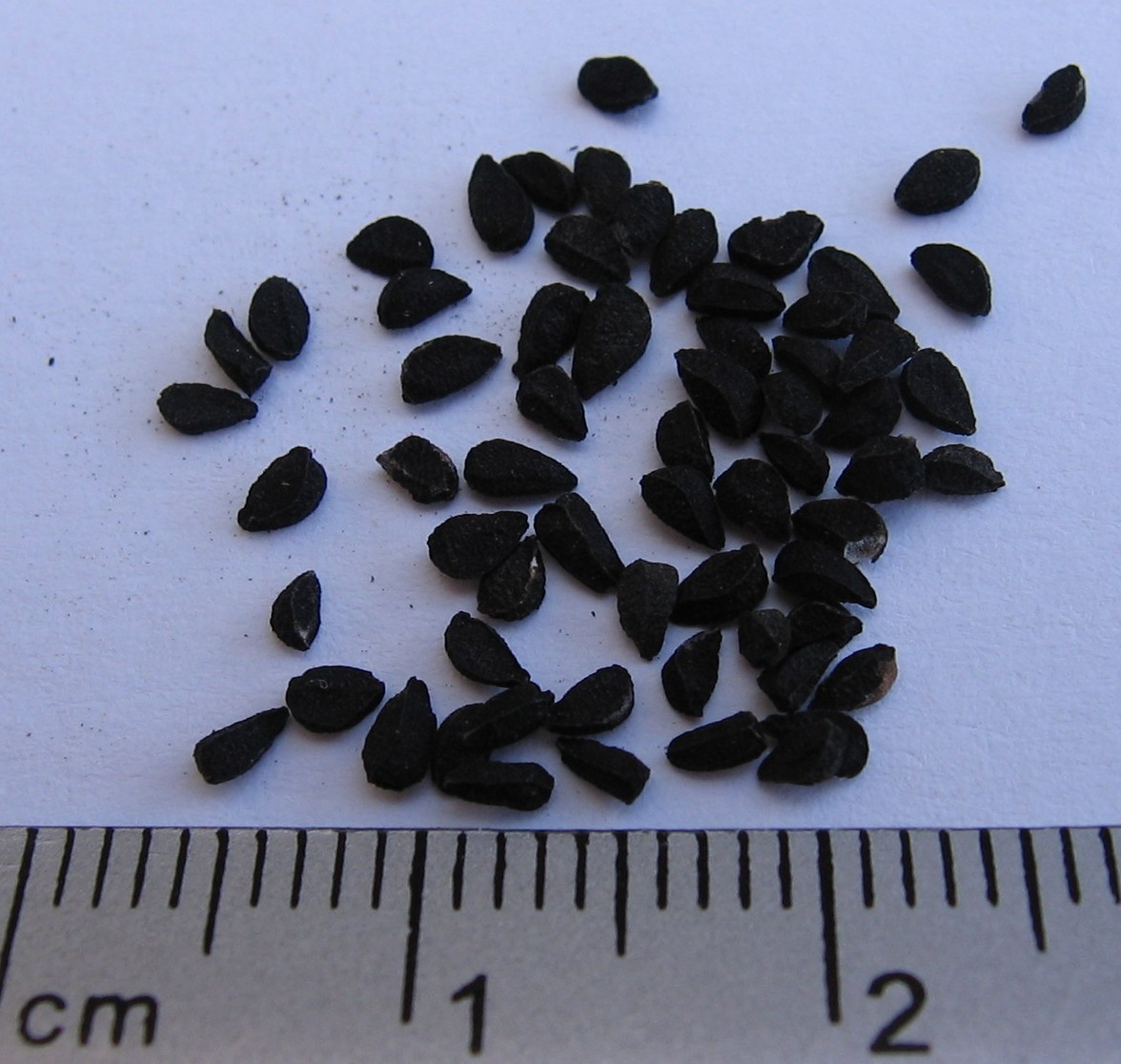 Pure Kalonji Powder / Ground Black Seed (80 Mesh)
