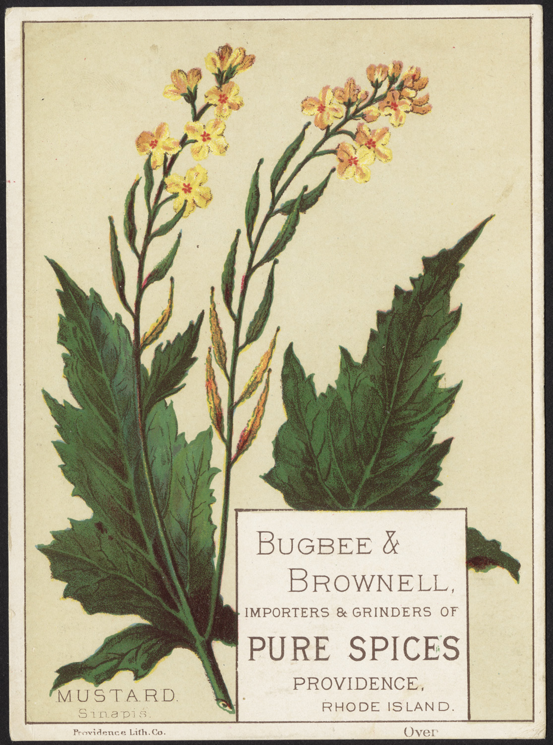 Pure Mustard Blossom Honey (Creamy White Raw)
