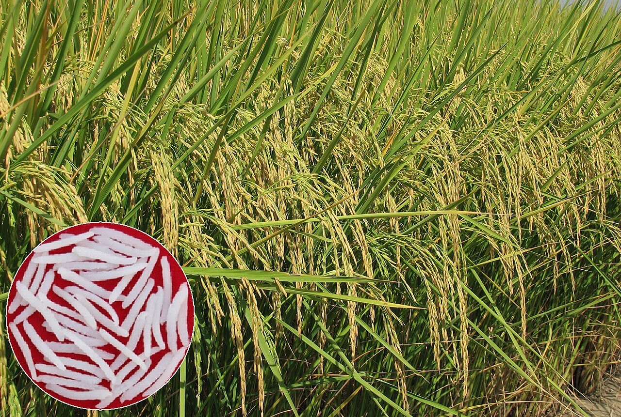 Pusa Basmati Rice Raw (Traditional Hybrid)