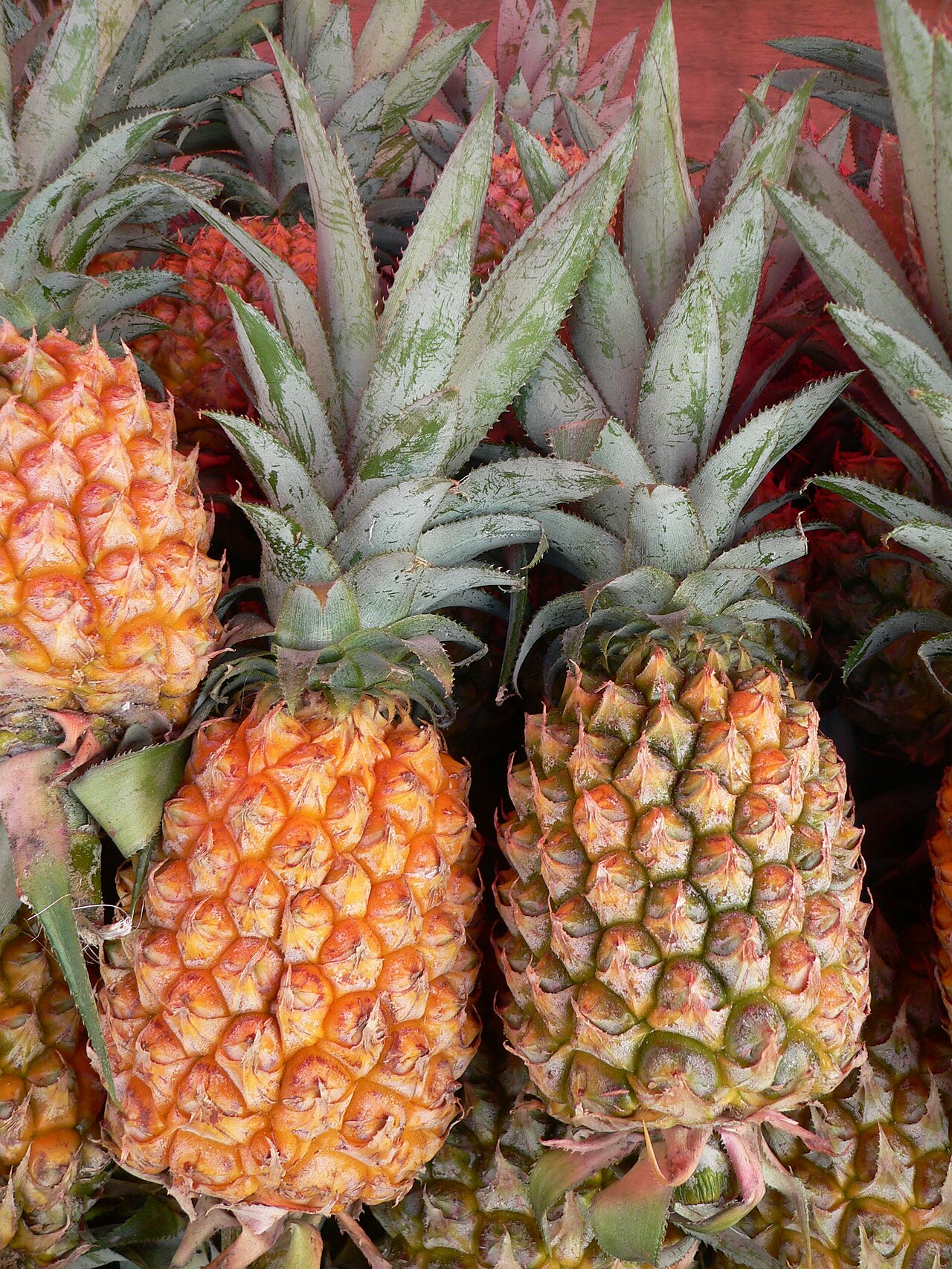 Queen Pineapples (Tripura / Meghalaya)