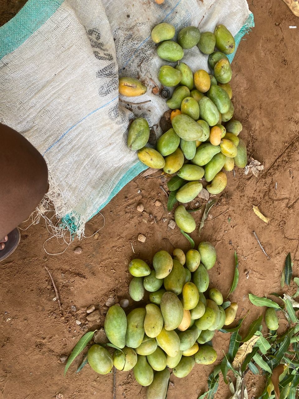 Rajapuri Mango (Heavy Weight)