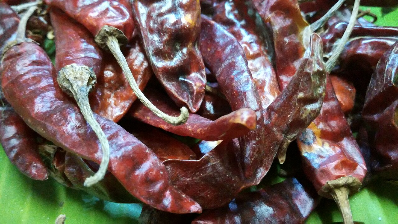 Ramnad Mundu S9 Red Chilli (Round Fat Pods)