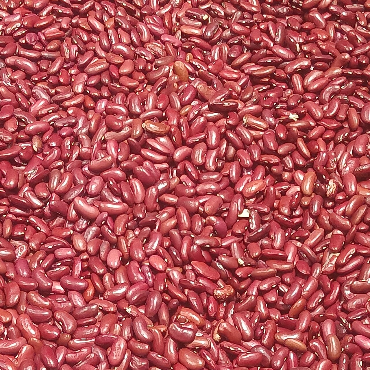 Red Kidney Beans / Dark Red Rajma (Jammu Special)