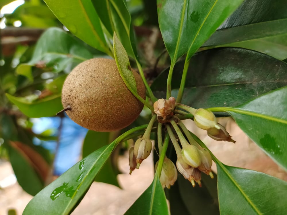 Sapota / Chiku (Cricket Ball Round)