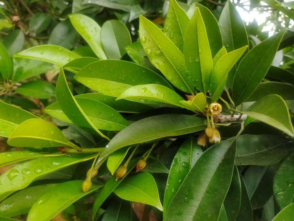 Sapota / Chiku (Kalipatti GI Certified)