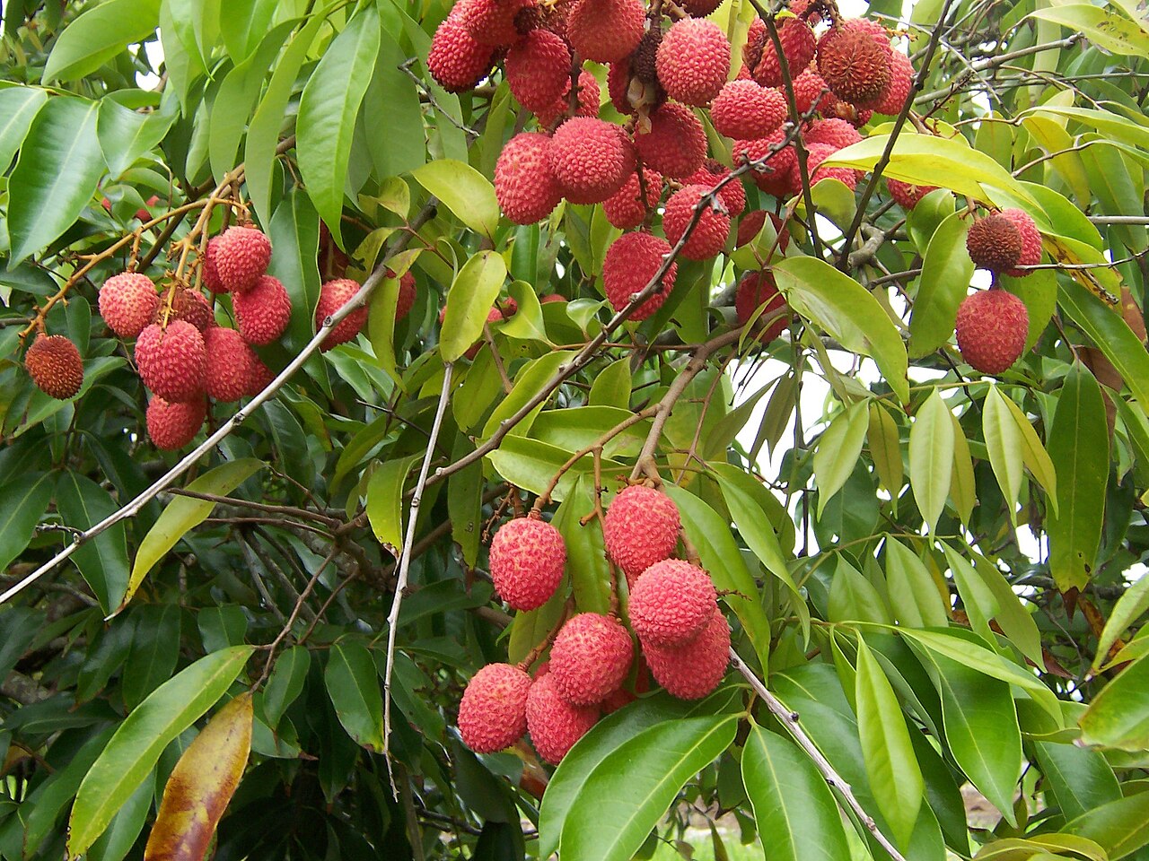 Shahi Litchi (Muzaffarpur GI)