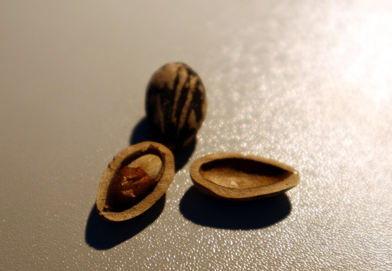 Shelled Pine Nut Kernels (Pure White Chilgoza)