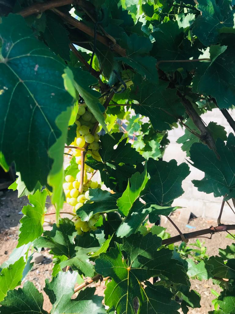 Super Sonaka Green Grapes