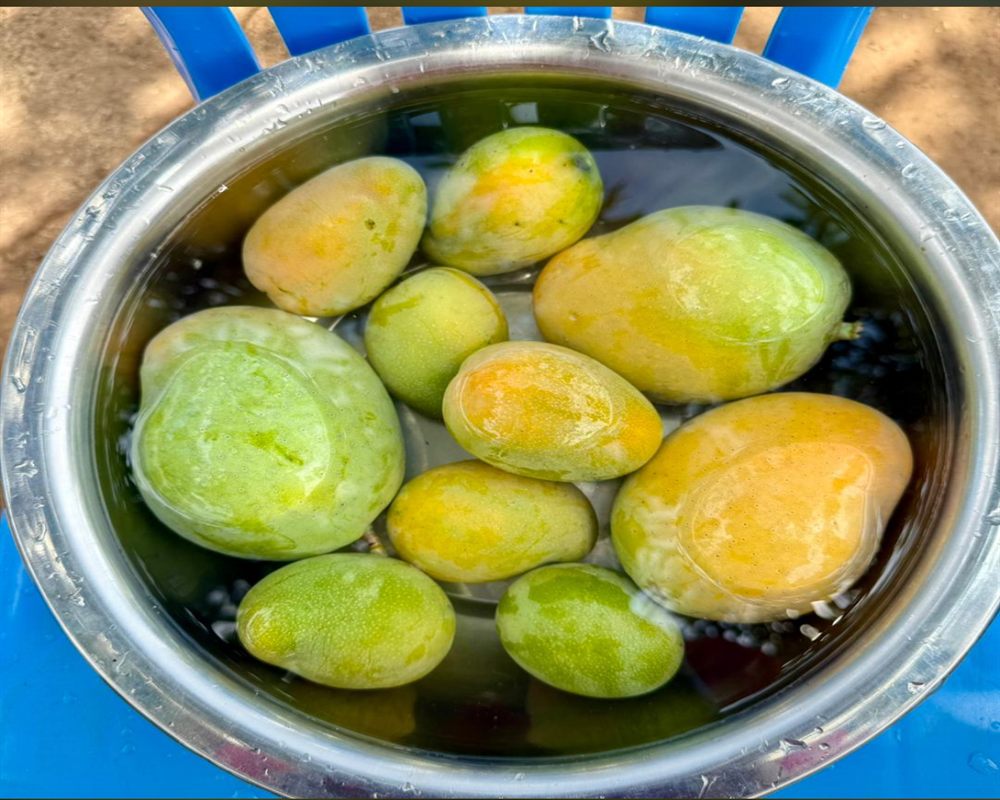 Suvarnarekha Mango (Sundari)