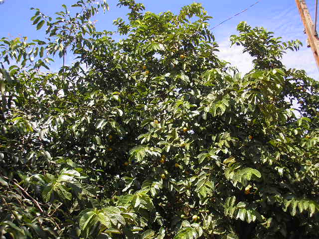Taiwan Pink Guava (Jumbo Sweet)