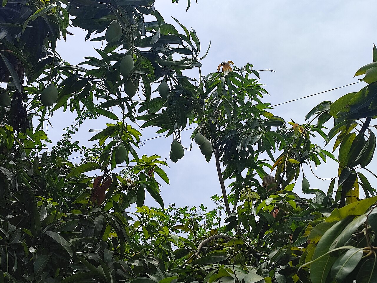 Totapuri Mango (Fresh Export)