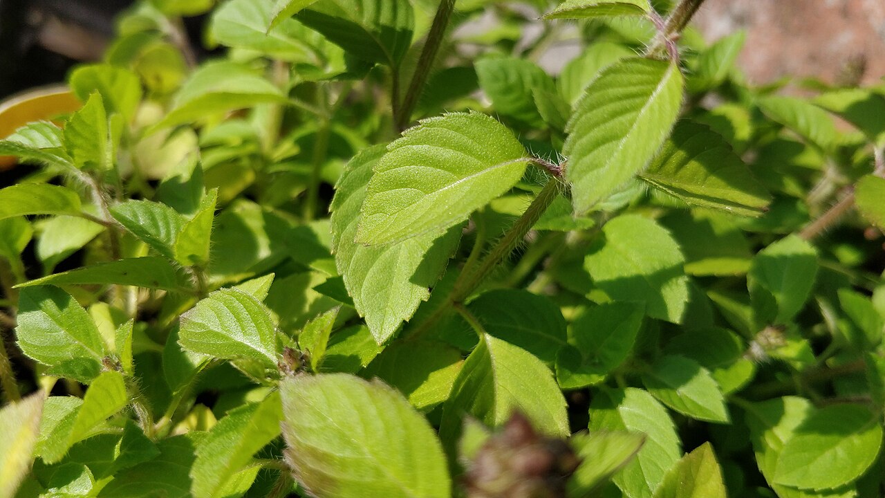 Tulsi / Holy Basil Leaves (Krishna Tulsi Dark Purple)