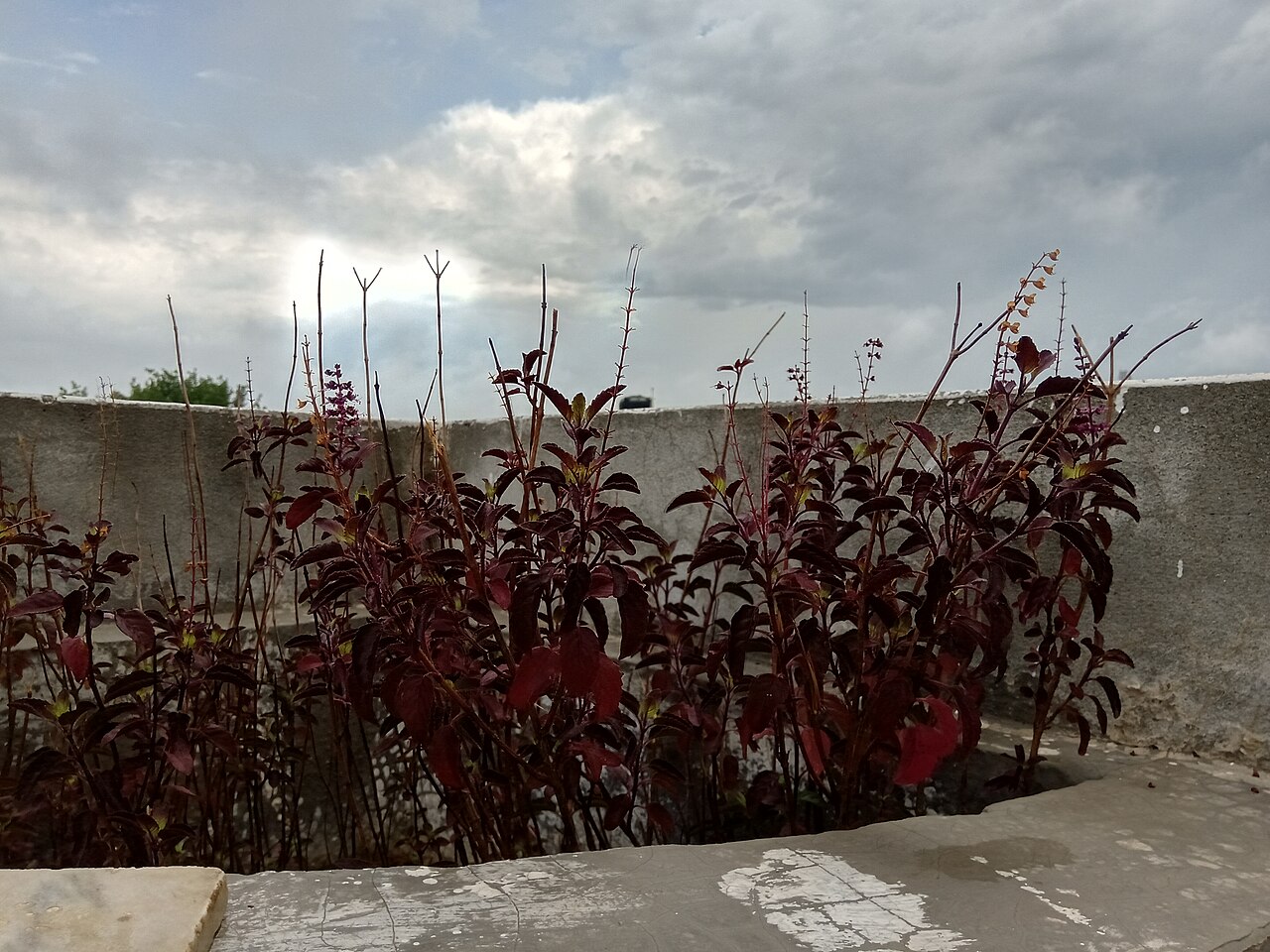 Tulsi / Holy Basil Leaves (Rama Tulsi Whole Dried)