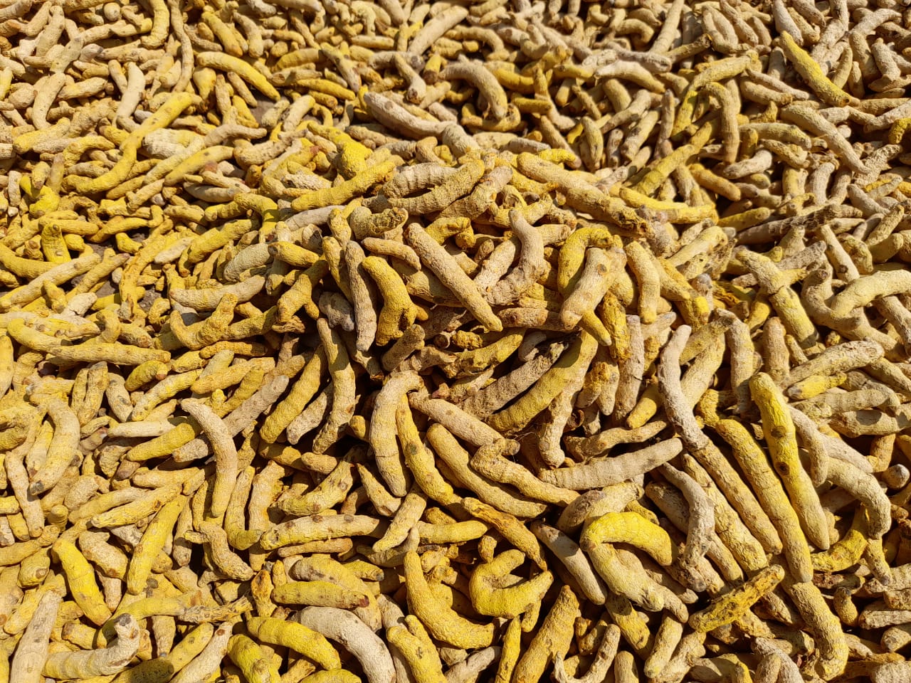 Waigaon Turmeric Fingers (GI Tagged 6%+)