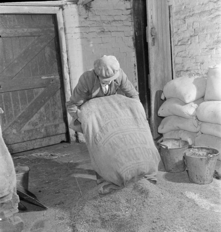 White Human Consumption Maize (Sortex Clean)